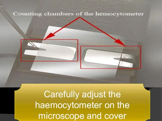 Carefully adjust the haemocytometer on the microscope and cover