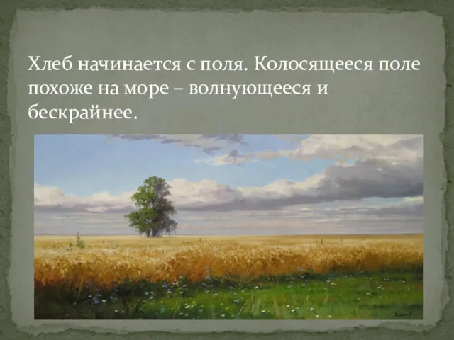 Хлеб начинается с поля. Колосящееся поле похоже на море – волнующееся и бескрайнее.