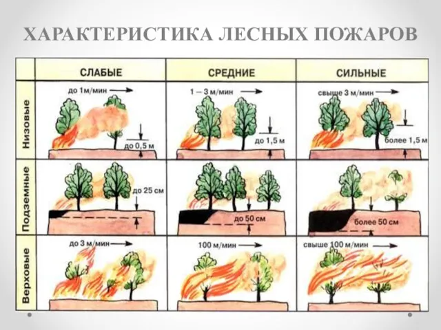 ХАРАКТЕРИСТИКА ЛЕСНЫХ ПОЖАРОВ