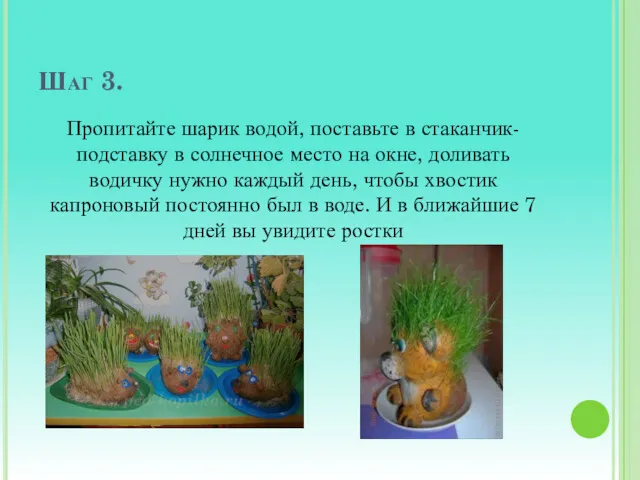 Шаг 3. Пропитайте шарик водой, поставьте в стаканчик-подставку в солнечное место на окне,