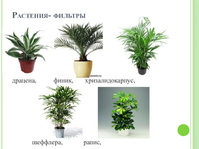 Растения- фильтры драцена, финик, хризалидокарпус, шеффлера, рапис,