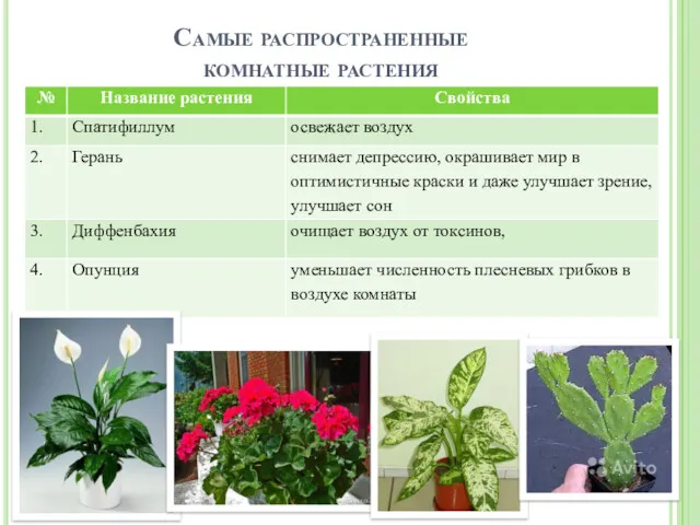 Самые распространенные комнатные растения