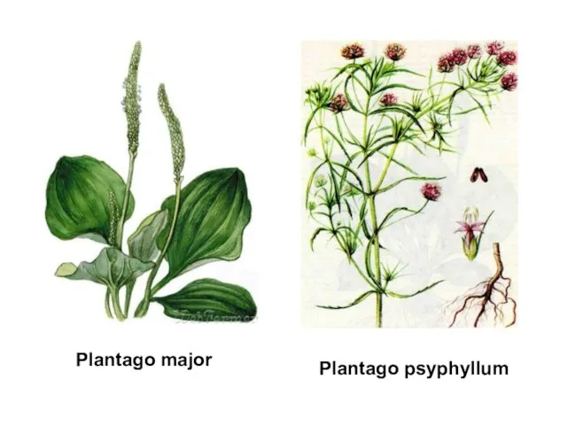 Plantago major Plantago psyphyllum