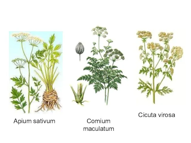 Apium sativum Comium maculatum Cicuta virosa