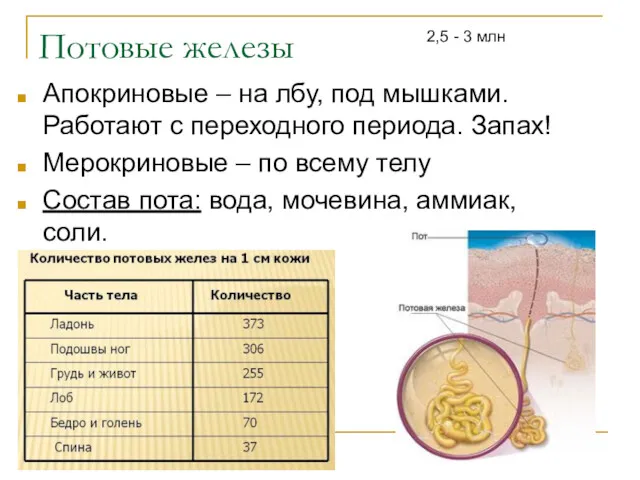 Потовые железы Апокриновые – на лбу, под мышками. Работают с переходного периода. Запах!