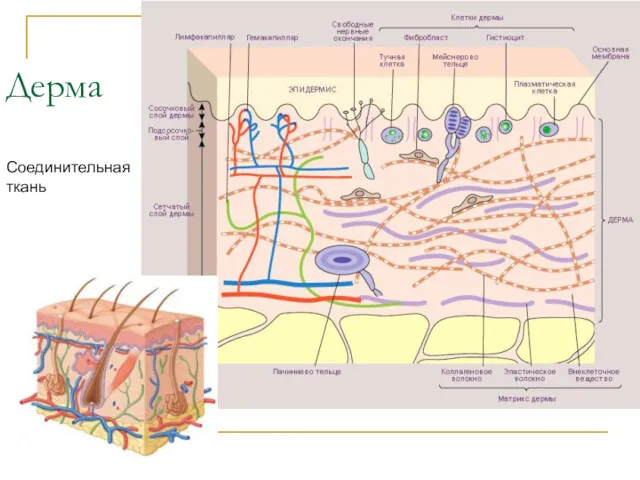 Дерма Соединительная ткань
