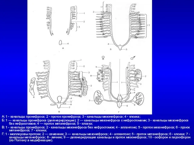А: 1 - канальцы пронефроса; 2 - проток пронефроса; 3