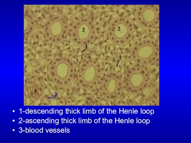 1-descending thick limb of the Henle loop 2-ascending thick limb of the Henle loop 3-blood vessels