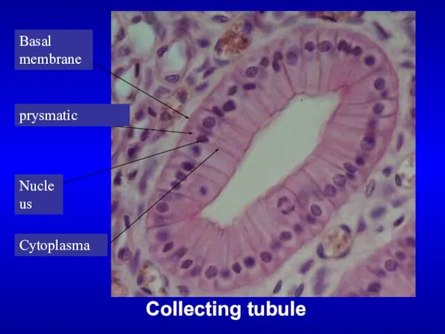 Collecting tubule