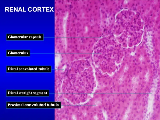 RENAL CORTEX