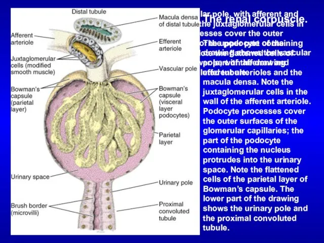 The renal corpuscle. The upper part of the drawing shows