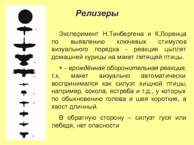 Релизеры Эксперимент Н.Тинбергена и К.Лоренца по выявлению ключевых стимулов визуального