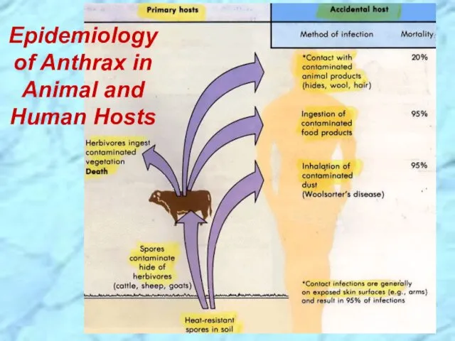 Epidemiology of Anthrax in Animal and Human Hosts