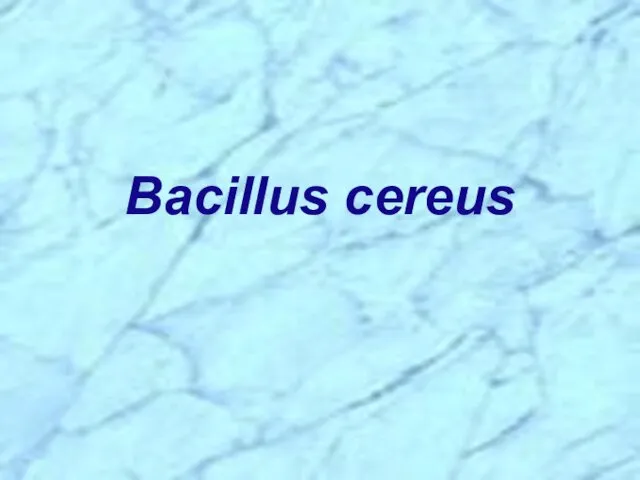 Bacillus cereus