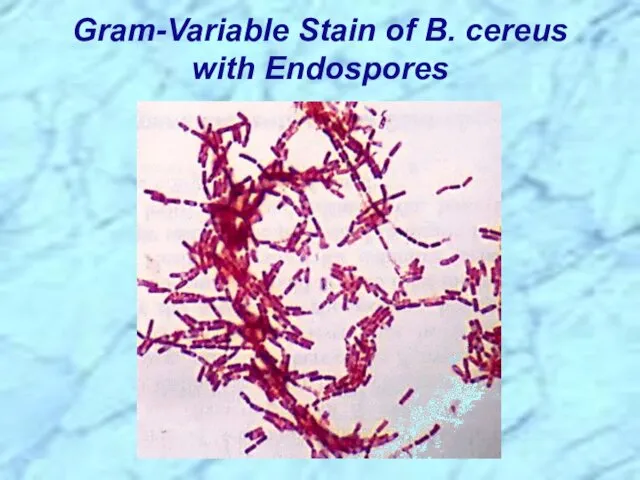 Gram-Variable Stain of B. cereus with Endospores