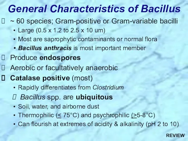 ~ 60 species; Gram-positive or Gram-variable bacilli Large (0.5 x