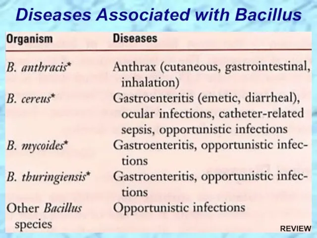 Diseases Associated with Bacillus REVIEW