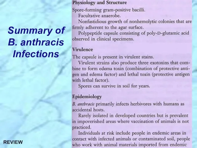 Summary of B. anthracis Infections REVIEW