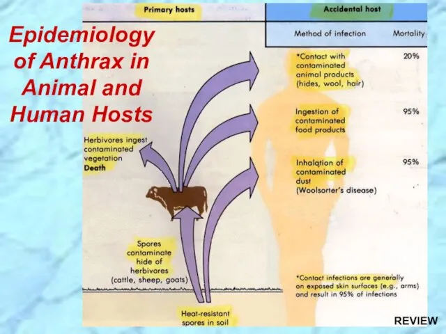 Epidemiology of Anthrax in Animal and Human Hosts REVIEW