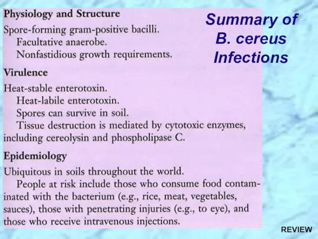 Summary of B. cereus Infections REVIEW