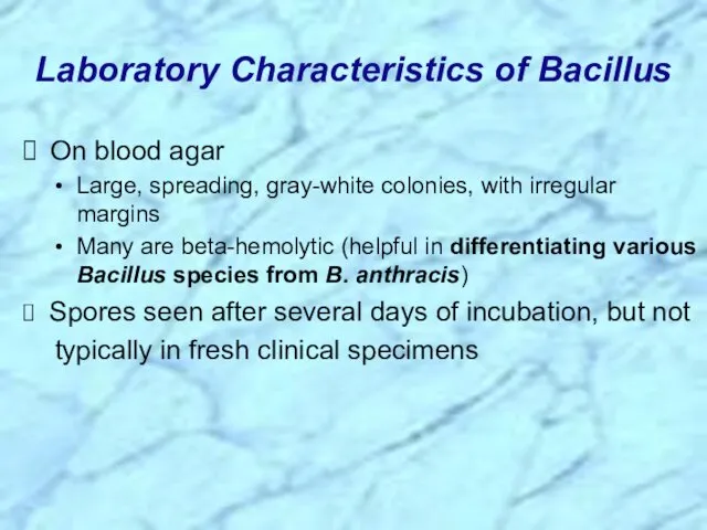 On blood agar Large, spreading, gray-white colonies, with irregular margins