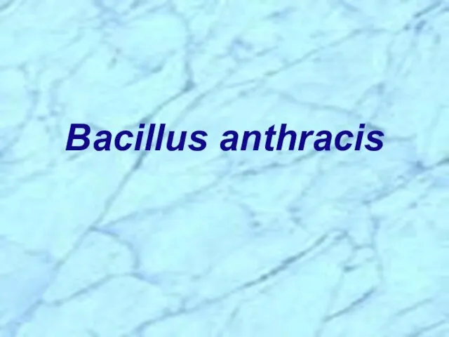 Bacillus anthracis