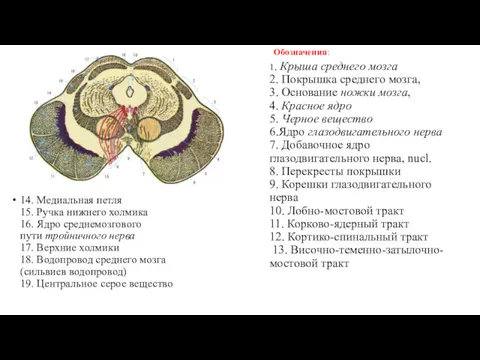 Обозначения: 1. Крыша среднего мозга 2. Покрышка среднего мозга, 3.