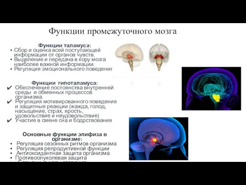 Функции промежуточного мозга Функции таламуса: Сбор и оценка всей поступающей