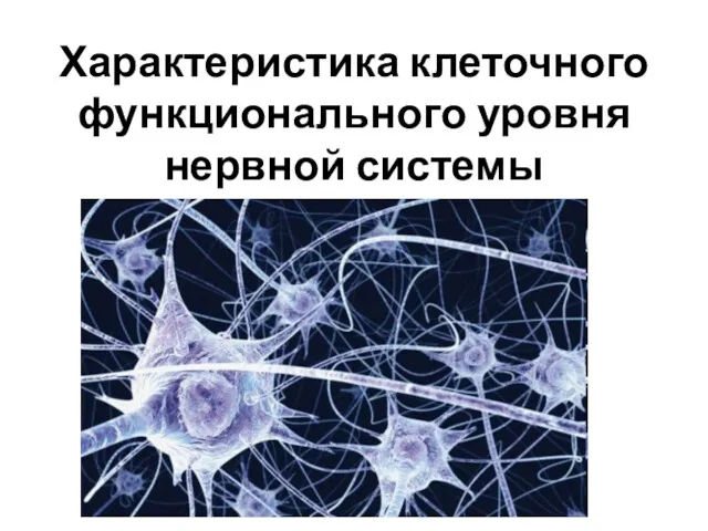 Характеристика клеточного функционального уровня нервной системы