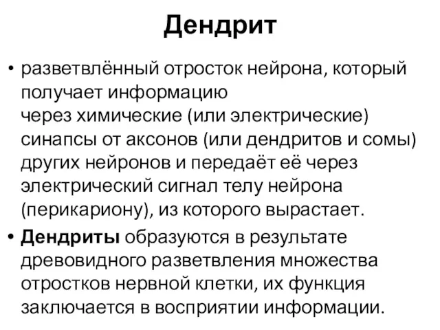 Дендрит разветвлённый отросток нейрона, который получает информацию через химические (или