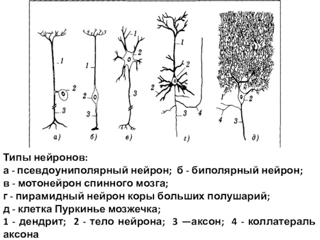 Типы нейронов: а - псевдоуниполярный нейрон; б - биполярный нейрон;