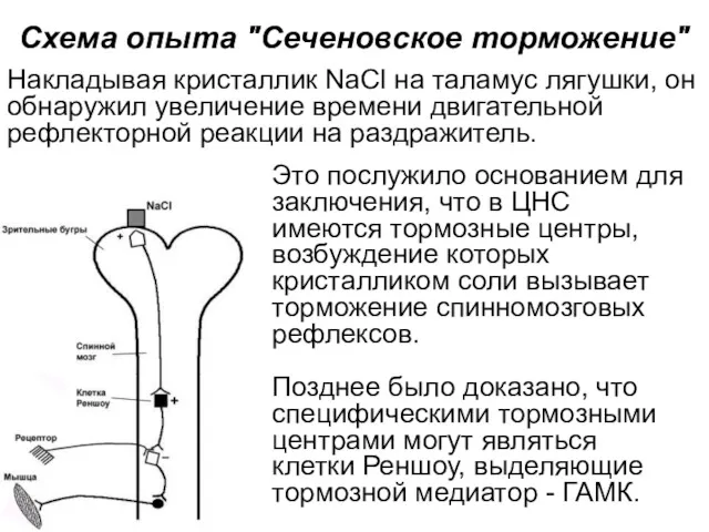 Схема опыта "Сеченовское торможение" Это послужило основанием для заключения, что