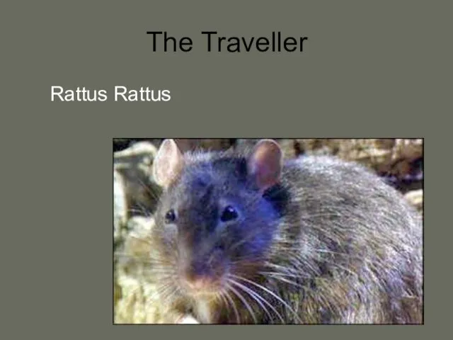 The Traveller Rattus Rattus