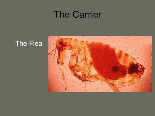 The Carrier The Flea