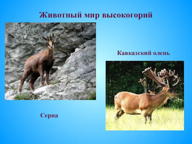 Животный мир высокогорий Серна Кавказский олень