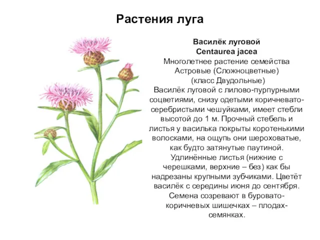 Растения луга Василёк луговой Centaurea jacea Многолетнее растение семейства Астровые