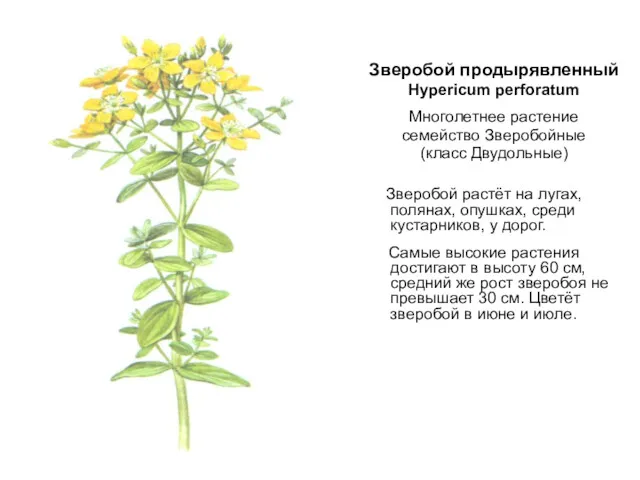 Зверобой продырявленный Hypericum perforatum Многолетнее растение семейство Зверобойные (класс Двудольные)