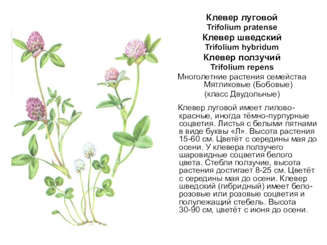 Клевер луговой Trifolium pratense Клевер шведский Trifolium hybridum Клевер ползучий