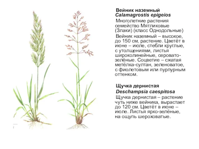 Вейник наземный Calamagrostis epigeios Многолетние растения семейство Мятликовые (Злаки) (класс