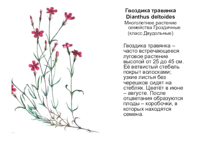 Гвоздика травянка Dianthus deltoides Многолетнее растение семейства Гроздичные (класс Двудольные)
