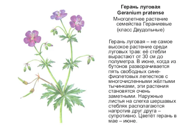 Герань луговая Geranium pratense Многолетнее растение семейства Гераниевые (класс Двудольные)