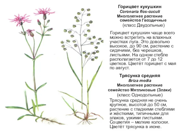 Горицвет кукушкин Coronaria flos-cuculi Многолетнее растение семейстоа Гвоздичные (класс Двудольные)