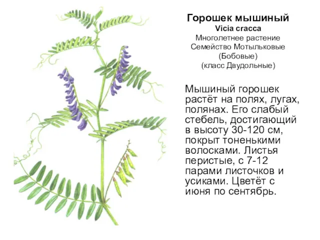 Горошек мышиный Vicia cracca Многолетнее растение Семейство Мотыльковые (Бобовые) (класс
