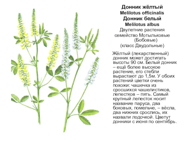 Донник жёлтый Melilotus officinalis Донник белый Melilotus albus Двулетние растения