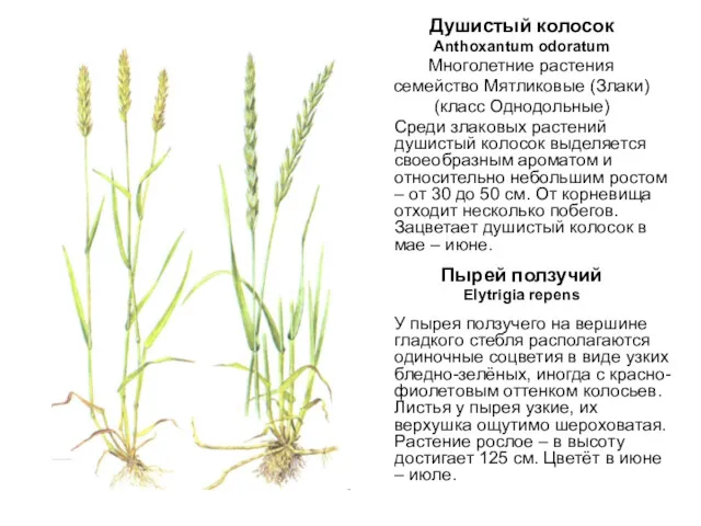 Душистый колосок Anthoxantum odoratum Многолетние растения семейство Мятликовые (Злаки) (класс