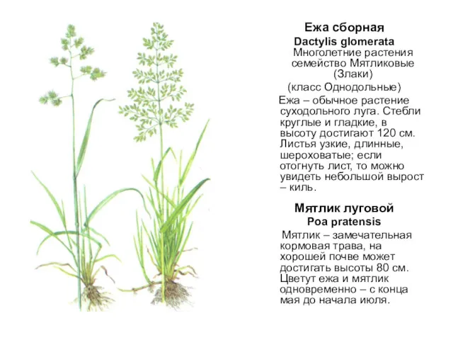 Ежа сборная Dactylis glomerata Многолетние растения семейство Мятликовые (Злаки) (класс