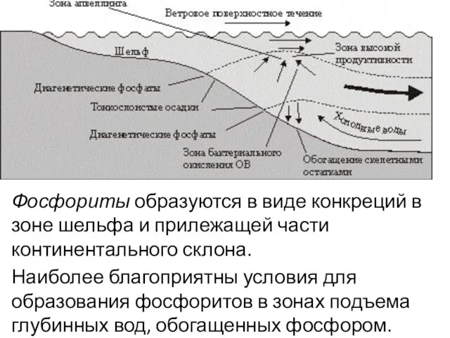 Фосфориты образуются в виде конкреций в зоне шельфа и прилежащей