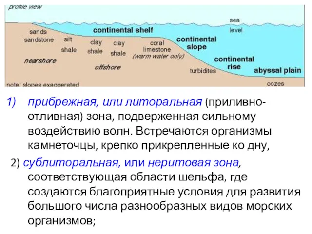 прибрежная, или литоральная (приливно-отливная) зона, подверженная сильному воздействию волн. Встречаются