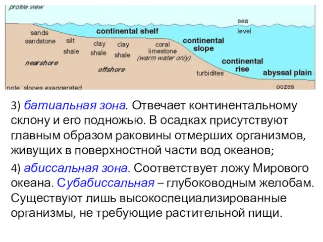 3) батиальная зона. Отвечает континентальному склону и его подножью. В