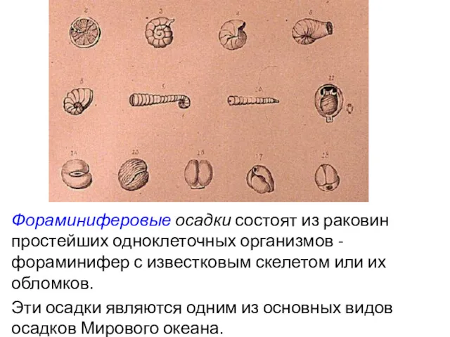 Фораминиферовые осадки состоят из раковин простейших одноклеточных организмов - фораминифер